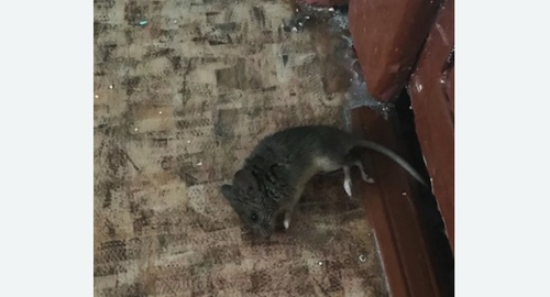 Дезинфекция от мышей в Академическом районе Москвы